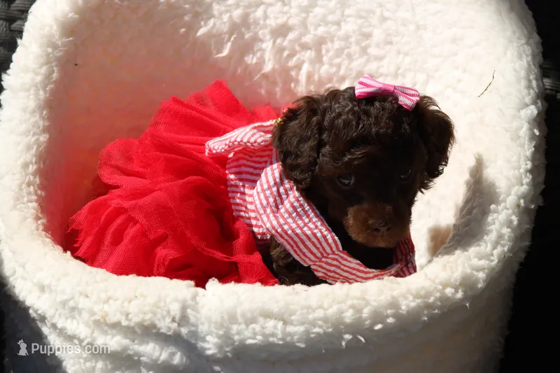 Molly – Poodle - Toy  puppy for sale in Sedalia, MO