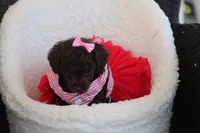 Molly, a female Poodle - Toy  for sale in Sedalia, MO – Photo 2 of 4