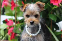 Patricia, a female Yorkshire Terrier for sale in Sedalia, MO – 5 of 6