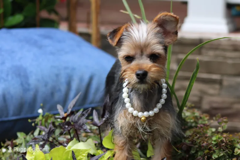 Patricia – Yorkshire Terrier puppy for sale in Sedalia, MO