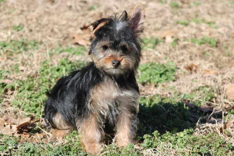 Patricia – Yorkshire Terrier puppy for sale in Sedalia, MO