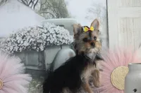 Patricia, a female Yorkshire Terrier for sale in Sedalia, MO – Photo 3 of 5