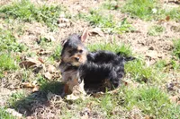 Patricia, a female Yorkshire Terrier for sale in Sedalia, MO – Photo 4 of 5