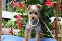 Patricia, a female Yorkshire Terrier for sale in Sedalia, MO – 6 of 6