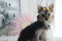 Patricia, a female Yorkshire Terrier for sale in Sedalia, MO – Photo 2 of 5