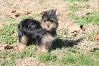 Patricia, a female Yorkshire Terrier for sale in Sedalia, MO – Photo 2 of 5