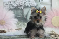 Patricia, a female Yorkshire Terrier for sale in Sedalia, MO – Photo 1 of 5