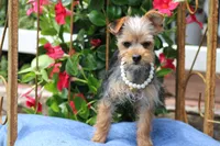Patricia, a female Yorkshire Terrier for sale in Sedalia, MO – 4 of 6