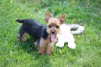 Rosie, a female Yorkshire Terrier for sale in Sedalia, MO – 3 of 7