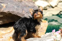 Tiffany, a female Yorkshire Terrier for sale in Sedalia, MO – 3 of 4