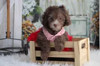 Samantha -on sale , a female Poodle - Miniature  for sale in Sedalia, MO – 1 of 4