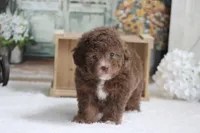Sammy, a male Poodle - Miniature  for sale in Sedalia, MO – 4 of 5