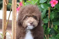TOBY, a male Poodle - Toy  for sale in Sedalia, MO – 3 of 5