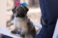 SASSY, a female Yorkipoo for sale in Sedalia, MO – Photo 2 of 4