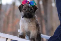 SASSY, a female Yorkipoo for sale in Sedalia, MO – Photo 3 of 4