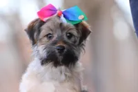 SASSY, a female Yorkipoo for sale in Sedalia, MO – Photo 4 of 4