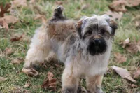 SASSY 4lbs@5mths, a female Yorkipoo for sale in Sedalia, MO – Photo 2 of 3