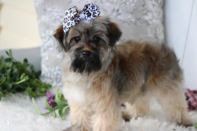 SASSY 4lbs@5mths, a female Yorkipoo for sale in Sedalia, MO – Photo 1 of 3