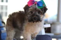 SASSY, a female Yorkipoo for sale in Sedalia, MO – Photo 1 of 4