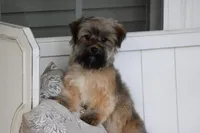 SASSY 4lbs@5mths, a female Yorkipoo for sale in Sedalia, MO – Photo 3 of 3