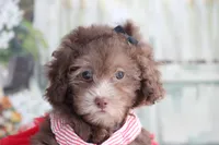 Samantha -on sale , a female Poodle - Miniature  for sale in Sedalia, MO – 2 of 4