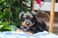 Gavin, a male Yorkshire Terrier for sale in Sedalia, MO – 4 of 8