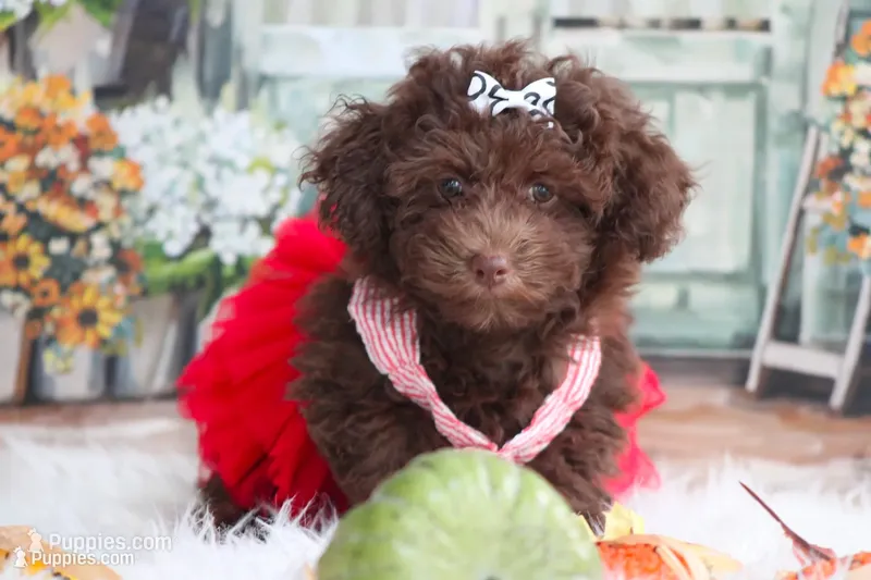 LUNA – Poodle - Toy  puppy for sale in Sedalia, MO
