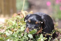 Grant, a male Yorkshire Terrier for sale in Sedalia, MO – 6 of 7
