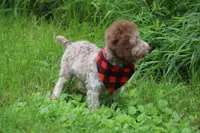 OWEN, a male Poodle - Toy  and Poodle - Miniature  for sale in Sedalia, MO – 2 of 6