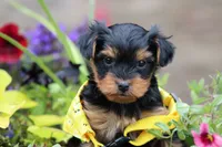 Tiffany, a female Yorkshire Terrier for sale in Sedalia, MO – 3 of 6