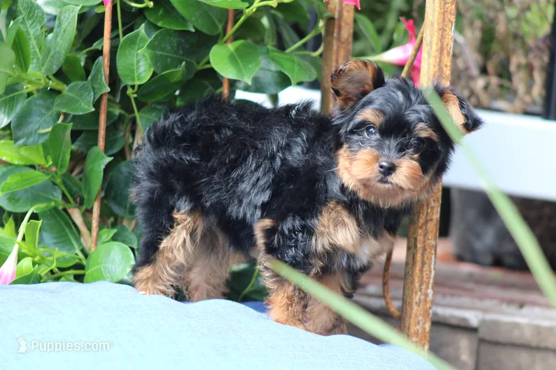 Tiffany – Yorkshire Terrier puppy for sale in Sedalia, MO