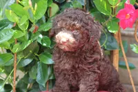 MAX, a male Poodle - Toy  for sale in Sedalia, MO – 2 of 4