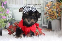 Jazzy, a female Yorkipoo for sale in Sedalia, MO – 4 of 4