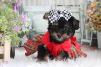 Jazzy, a female Yorkipoo for sale in Sedalia, MO – 2 of 4