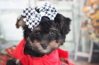 Jazzy, a female Yorkipoo for sale in Sedalia, MO – 1 of 4