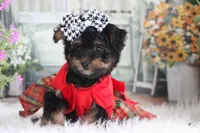 Jazzy, a female Yorkipoo for sale in Sedalia, MO – 3 of 4