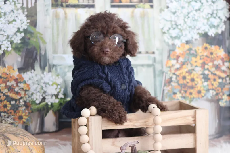 Lee – Poodle - Toy  puppy for sale in Sedalia, MO