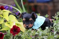 Bethany, a female Yorkshire Terrier for sale in Sedalia, MO – 3 of 6