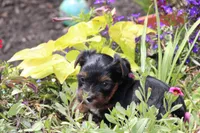 Theo, a male Yorkshire Terrier for sale in Sedalia, MO – 8 of 9