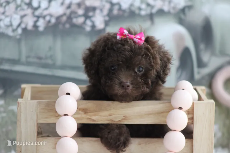 Lori – Poodle - Toy  puppy for sale in Sedalia, MO