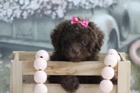 Lori, a female Poodle - Toy  for sale in Sedalia, MO – 1 of 4