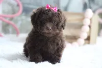 Lori, a female Poodle - Toy  for sale in Sedalia, MO – 3 of 4