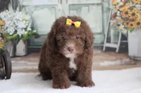 SASHA, a female Poodle - Miniature  for sale in Sedalia, MO – 4 of 4