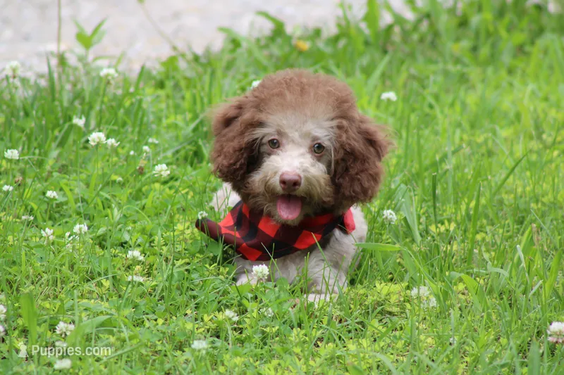 OWEN – Poodle - Toy , Poodle - Miniature  puppy for sale in Sedalia, MO