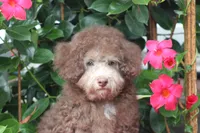 MICKEY, a male Poodle - Toy  for sale in Sedalia, MO – 4 of 6