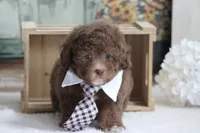 Sammy, a male Poodle - Miniature  for sale in Sedalia, MO – 2 of 5