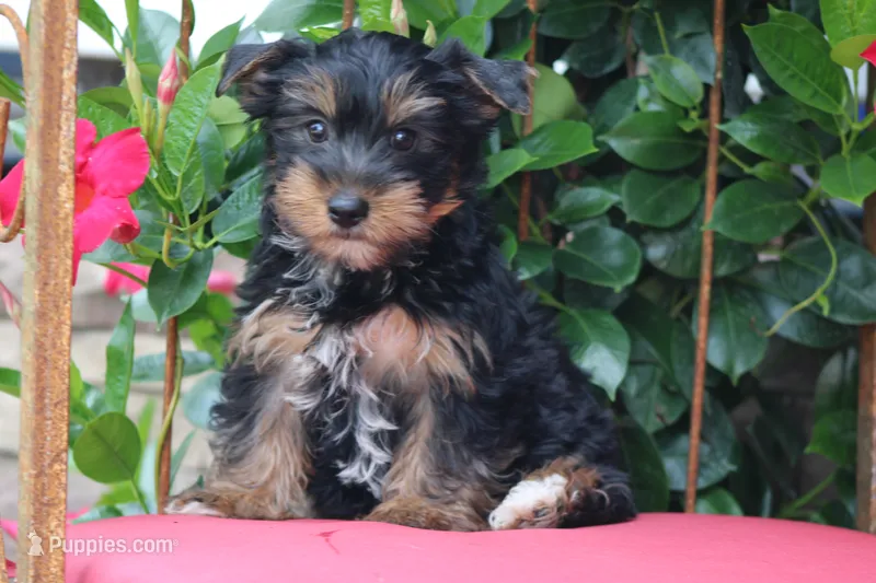 Gavin – Yorkshire Terrier puppy for sale in Sedalia, MO