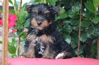 Gavin, a male Yorkshire Terrier for sale in Sedalia, MO – 1 of 3