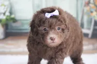 SASHA, a female Poodle - Miniature  for sale in Sedalia, MO – 4 of 4
