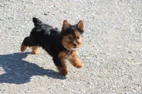 Betty, a female Yorkshire Terrier for sale in Sedalia, MO – Photo 2 of 5